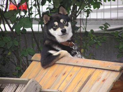 Hey dog what up?.jpg