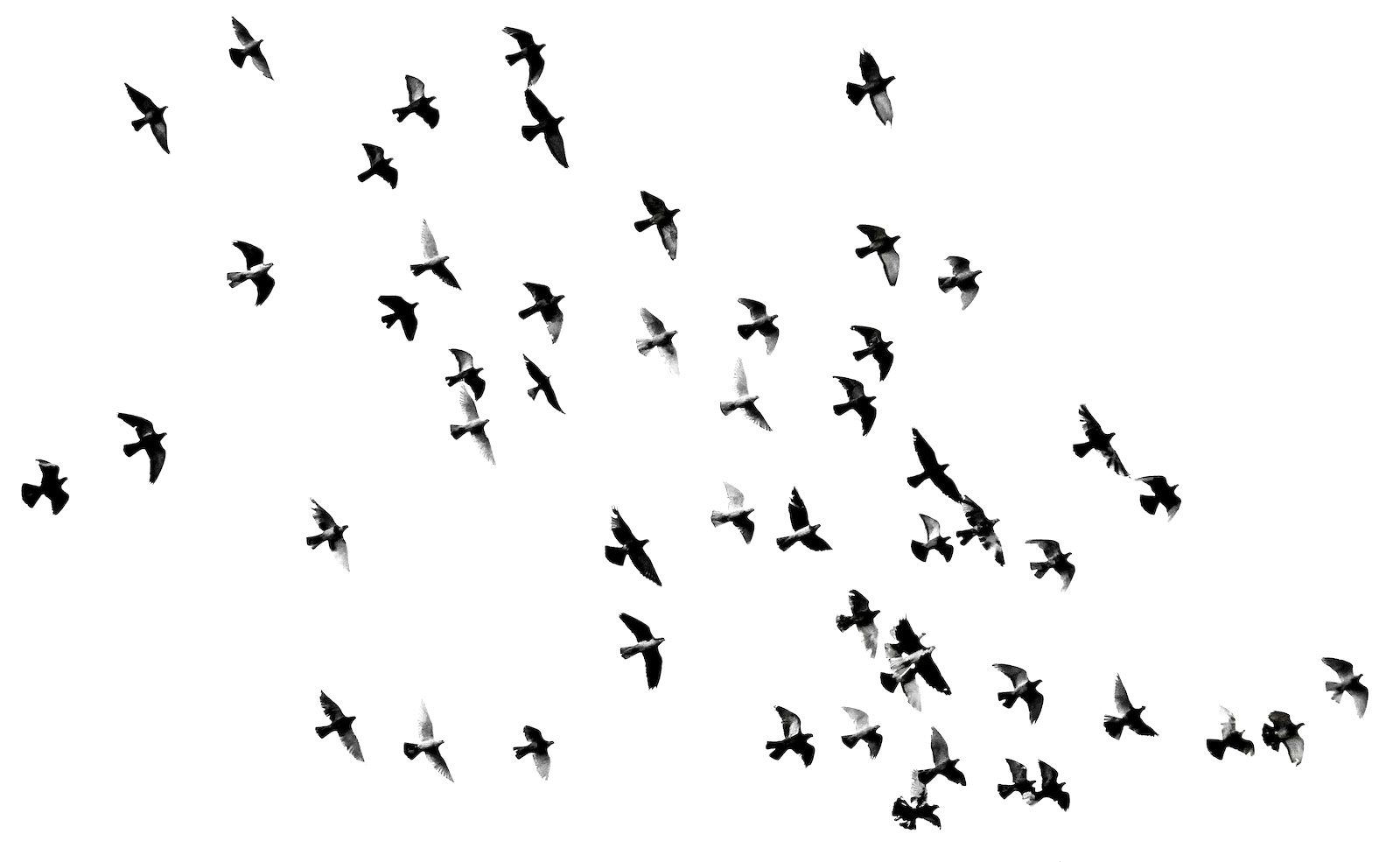 The New Alt Media and the Future of Publishing