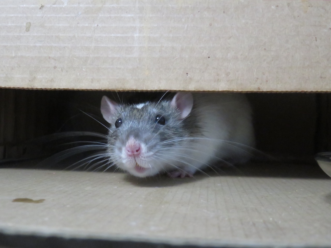 Rat On The Tracks